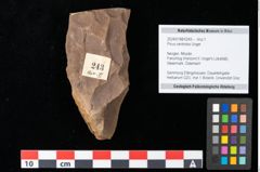 Foto (Objekt + Etikett) von Pinus centrotos Unger (NHMW-GEO-2024-0188-0243)